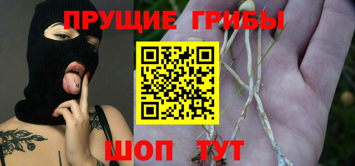 Галлюциногенные грибы GOLDEN TEACHER  купить наркоту  Псилоцибиновые грибы Psilocybe  Тайшет  Вход с VPN 